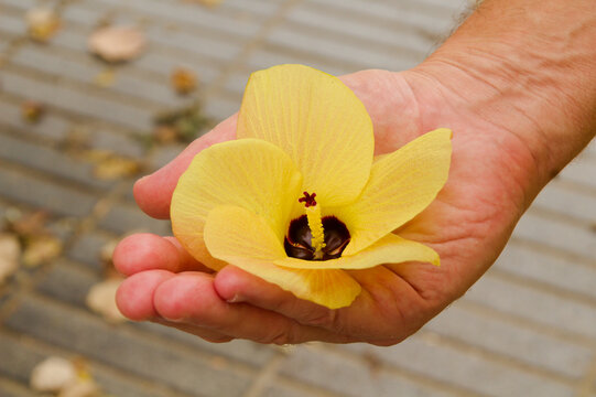 flowers of Hibiscus tiliaceus change color during a single day, from yellow to dark brown-red
