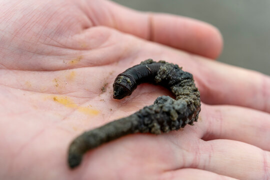 A human hand holds a lugworm at Wadden Sea National Park