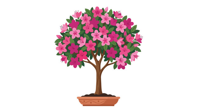 Beautiful Blooming Pink Azalea Bonsai Tree in a Small Ceramic Pot Isolated on a White Background for Decoration