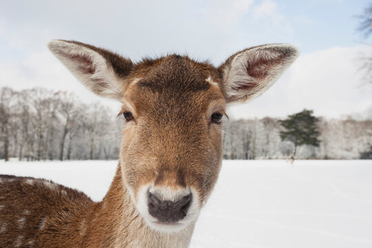 Germany, Cologne, Animal Reserve, Female fallow deer at lindenthaler tierpark