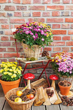 Autumn decoration with chrysanthemums and pine cones on a balcony
