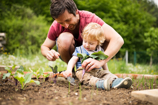 Father with his little son in the garden planting seedlings