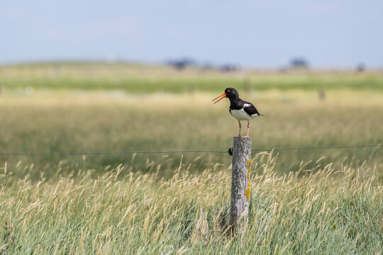 An oystercatcher calls from a wooden fence post in a grassy meadow