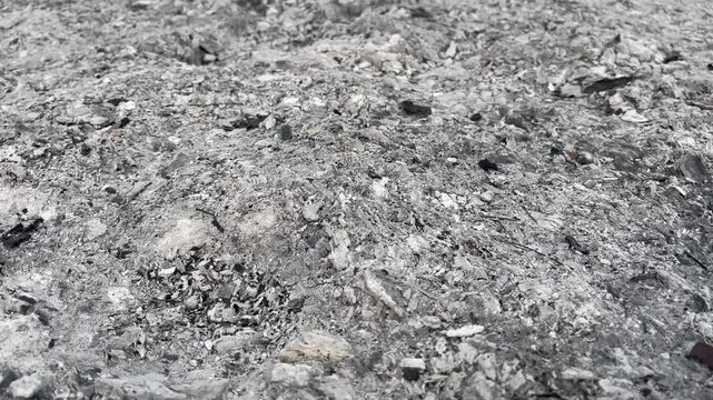 Close up of burnt wood ashes and cinder after fire