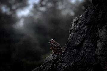 11 week old Eurasian eagle-owl chicks, remnants of down feathers on the head. . Owl nest on rock ledge. Wildlife scene from wild nature. Bubo bubo, © ondrejprosicky