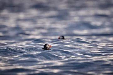 Puffin on the ocean surface. Atlantic puffin, Fratercula arctica, seabird in the ocean water near the cost island Runde, Norway. Bird in the nature habitat, sea water. © ondrejprosicky