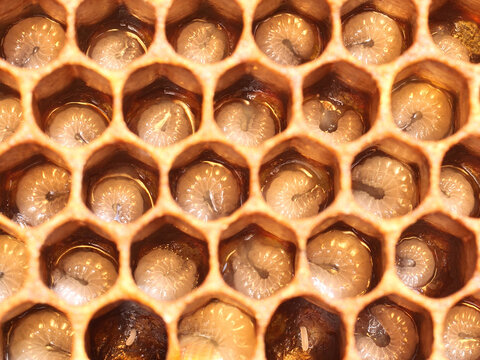 Eggs and larvae of future bees.