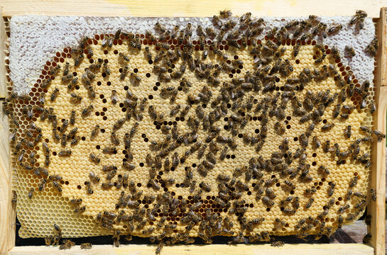 A large number of eggs and larvae of future bees in the honeycombs.