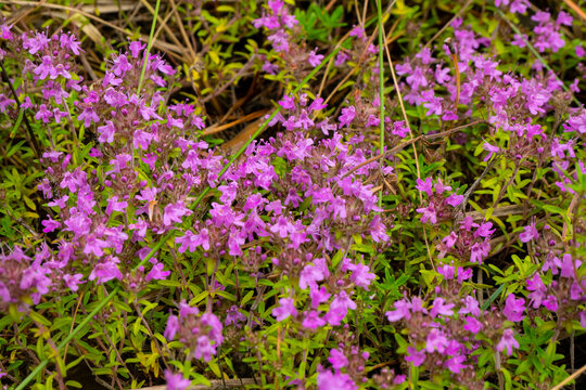 Thyme, Thymus serpyllum L., Creeping Thyme.
