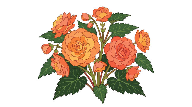 Vibrant Orange Begonia Flowers and Green Leaves Cluster Illustration Isolated on Pure White Background