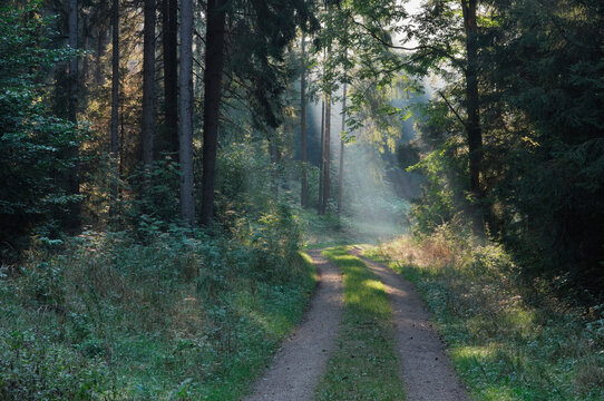 Germany, Bavaria, Path through forest