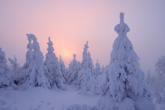 Germany, Saxony, View of snow covered trees at sunset