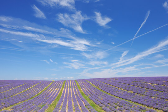 France, View of lavender field