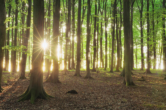 Germany, Ruegen Island, Sunlight through beech trees in forest