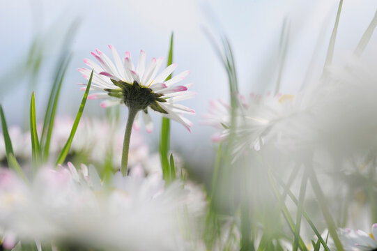 Germany, Bavaria, Daisies (Bellis perennis), close-up