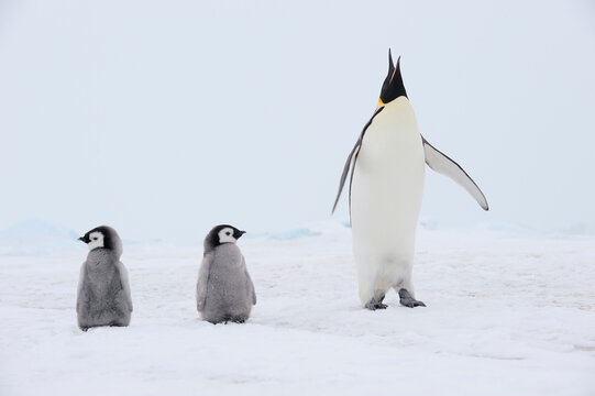 Antarctica, View of Emperor penguin with chicks