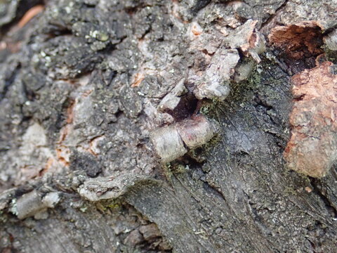 detail od a wood skin of an old tree