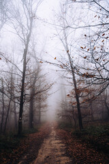 Fototapeta premium Foggy forest path leading through autumn trees