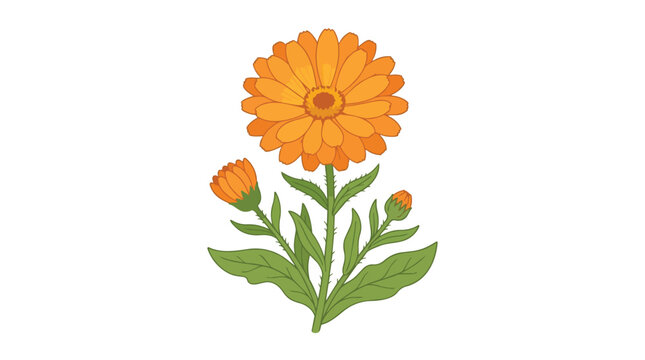 Vibrant Pot Marigold Calendula Officinalis Plant with Blooming Orange Flower and Green Foliage on White Backdrop