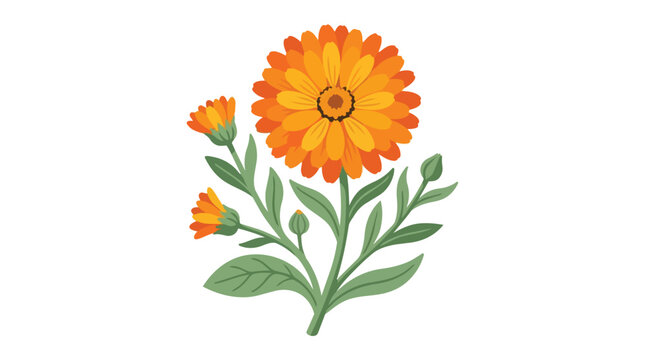 Beautiful Orange Calendula Marigold Flower Illustration with Green Leaves and Buds Isolated on White Background