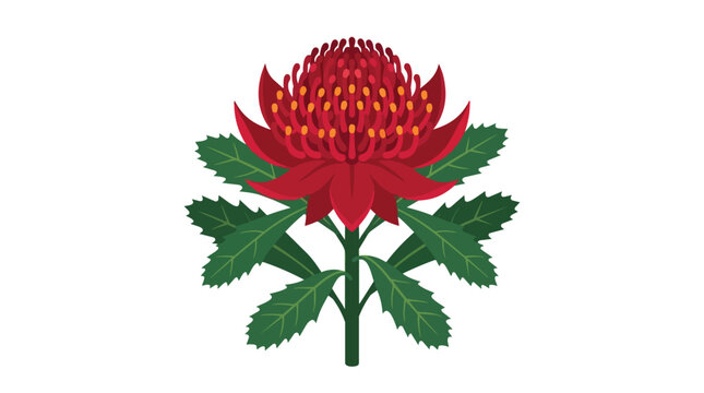 Red Waratah Floral Illustration Featuring Australian Native Wildflower Bloom and Green Foliage on White