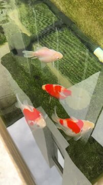 Koi Goldfish Swimming in Glass Pond Water with Tamasaba Fish, Orange Colors, Green Algae, Sunlight Reflections, and Peaceful Garden Aquatic Scene