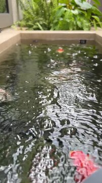 Tamasaba Goldfish Swimming in Tranquil Garden Pond Water, Peaceful Aquatic Fish Scene with Rippling Surface and Lush Green Foliage Anew