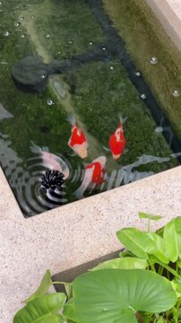 Red Goldfish Tamasaba Fish Swimming in Clear Garden Pond Water with Aquatic Lotus Leaves, Ripples, Lush Green Plants, and Textured Stone Edge