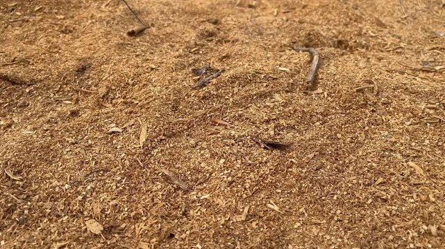 Fine industrial sawdust and wooden shavings texture background