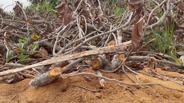 Natural Texture Of Sawed Wood Limbs And Dry Twigs
