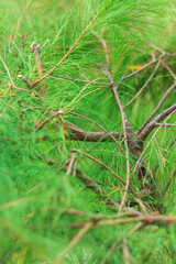 Soft green coniferous needles and thin brown branches captured with a shallow depth of field. © FdaxssPhotos