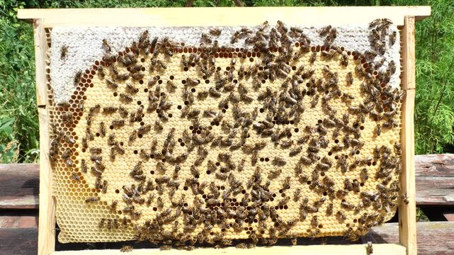 Eggs and larvae of future bees. 
This indicates the excellent development of the bee colony.