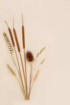 Minimal nature flora zen abstract design on neutral beige background. Natural floral design with grasses, reeds, wheat for greeting card. 