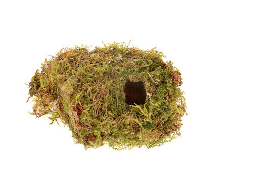 Blue tit bird nest natural Spring habitat on white  background. Made of natural moss and grass. Rural countryside natural nature object. Cyanistes caeruleus.