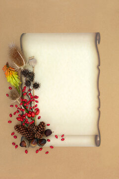 Fall Autumn red berry fruit and flora, pine cone, acorn, thistle, poppy seed heads on old paper scroll on beige background. Seasonal nature decoration. Copy space.