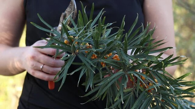 Woman's hands holding a branch with ripe orange sea buckthorn berries and a pruner, harvesting, summer cottage work, pruning sea buckthorn branches, organic berries for teas and compotes