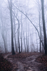 Fototapeta premium Foggy forest path diverging in mysterious woods