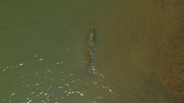 American Crocodile swims through murky green Tarcoles River Costa Rica