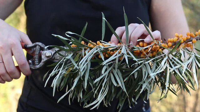 Woman's hands holding a branch with ripe orange sea buckthorn berries and a pruner, harvesting, summer cottage work, pruning sea buckthorn branches, organic berries for teas and compotes