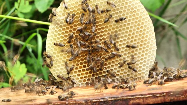 Creating honeycombs outside the hive frame. Sometimes bees build small "frames" of wax honeycomb. 