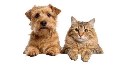 Norfolk Terrier dog and tabby cat peeking over a surface, isolated on transparent background © JOSEPH