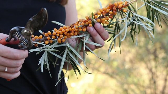 Woman's hands holding a branch with ripe orange sea buckthorn berries and a pruner, harvesting, summer cottage work, pruning sea buckthorn branches, organic berries for teas and compotes