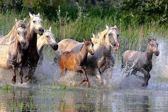 Vue rapproch&eacute;e de chevaux blancs de Camargue pris de biais et  galopant dans un marais, avec un petit poulain marron vers le centre. 