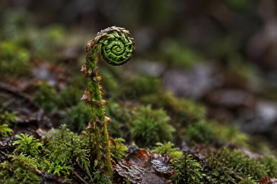 Involute fern fiddlehead in forest moss, growth and nature renewal concept