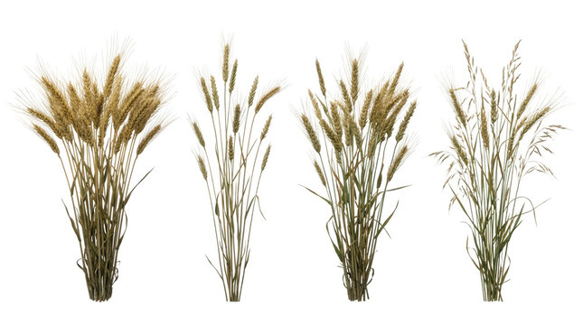 Ensemble de bottes de bl&eacute; et d'&eacute;pis de c&eacute;r&eacute;ales isol&eacute;s