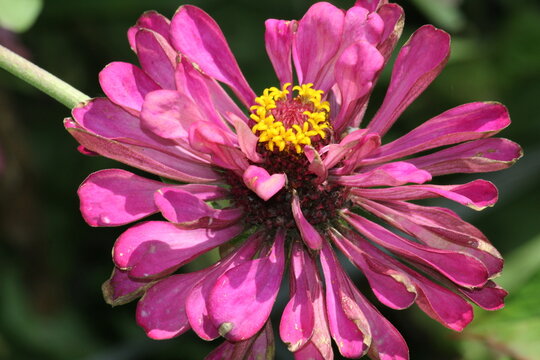 Zennia or Profusion Zinnias (Zennia hybrida)