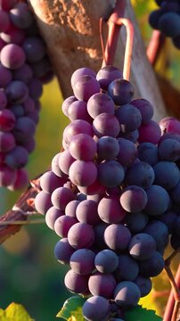 Vertical close up of ripe red wine grapes hanging in vineyard at sunset