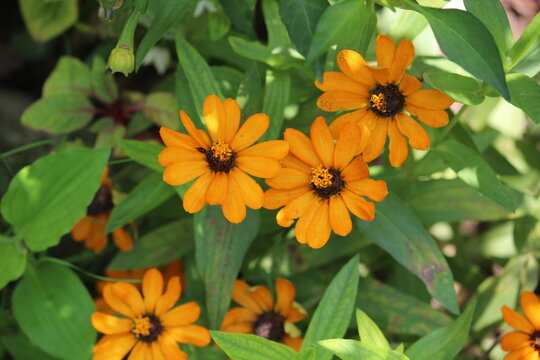 Zennia or Profusion Zinnias (Zennia hybrida)