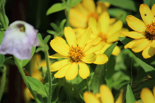 Zennia or Profusion Zinnias (Zennia hybrida)
