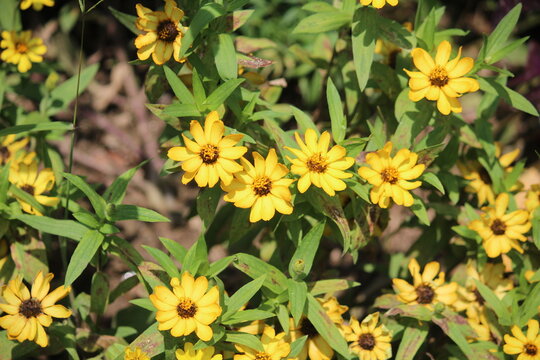Zennia or Profusion Zinnias (Zennia hybrida)